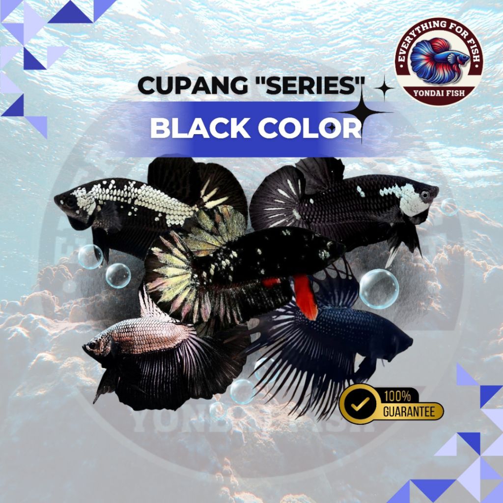 [BLACK SERIES] All Cupang Hitam| BLACK SAMURAI| AVATAR COOPER | CUPANG HITAM | CT BLACK | BLACK MAMB