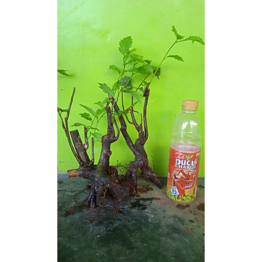 Bahan bonsai amplas hitam