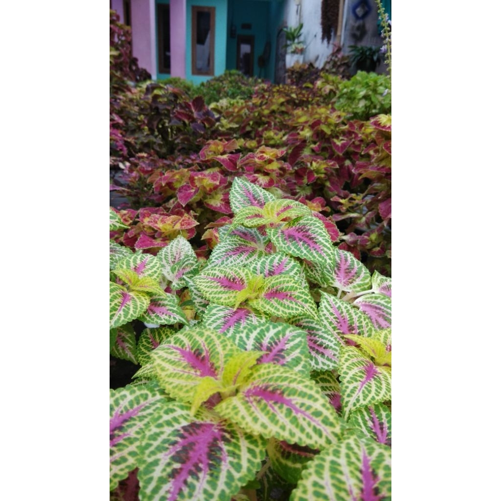 Miana(Putu Ayu/Putri Ayu)