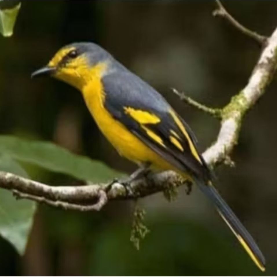 BURUNG MANTENAN KUNING BAGUS