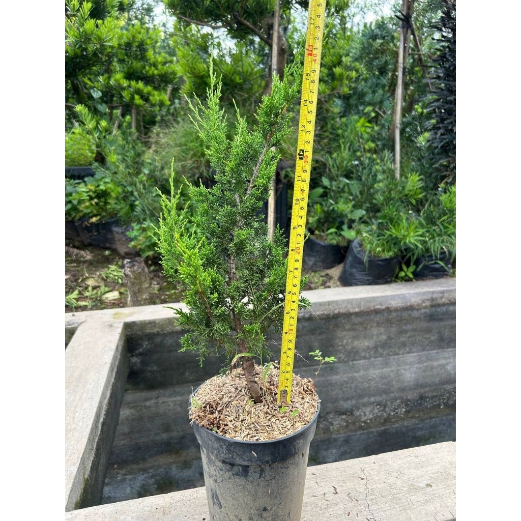 tanaman hias cemara sargenti shimpaku itoigawa bahan bonsai tinggi mulai 45cm
