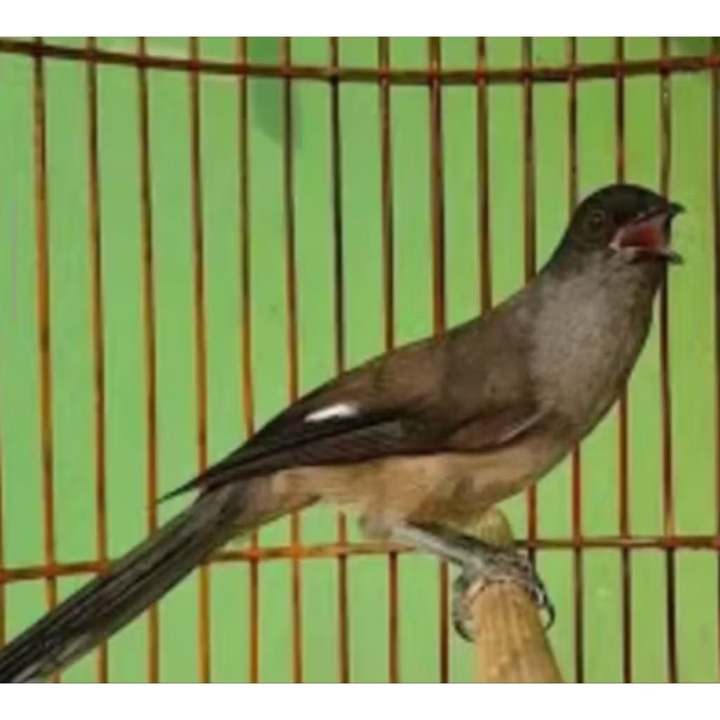 MURAI AIR/BURUNG AIR MANCUR UNTUK MASTERAN