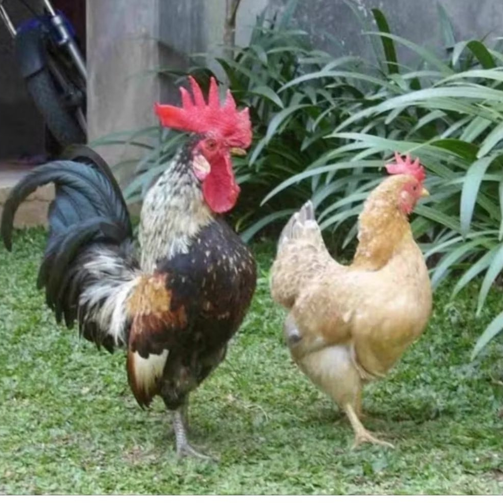 Ayam Kate sepasang sehat bagus