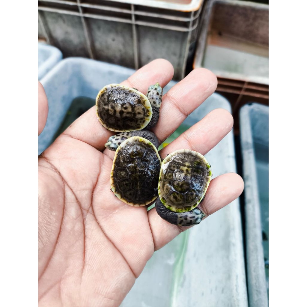 kura kura leher panjang parkeri