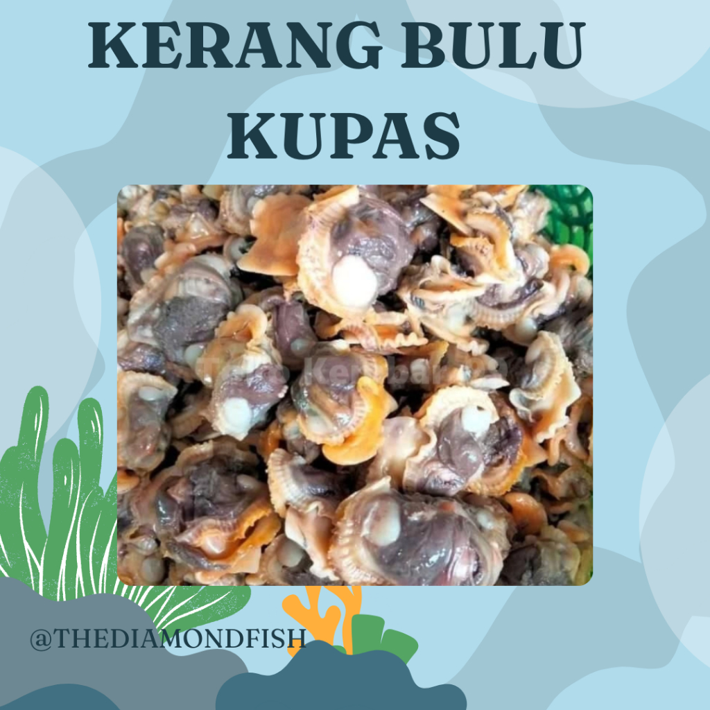 Kerang Kupas Segar Daging Kerang Bulu Segar Kerang Bulu Kupas Kerang Laut Hasil Laut Segar Seafood 1
