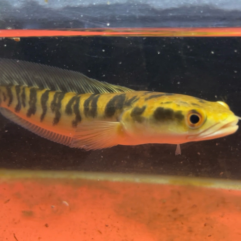 YS JOSS BAR RAPI 11-14cm terbatas