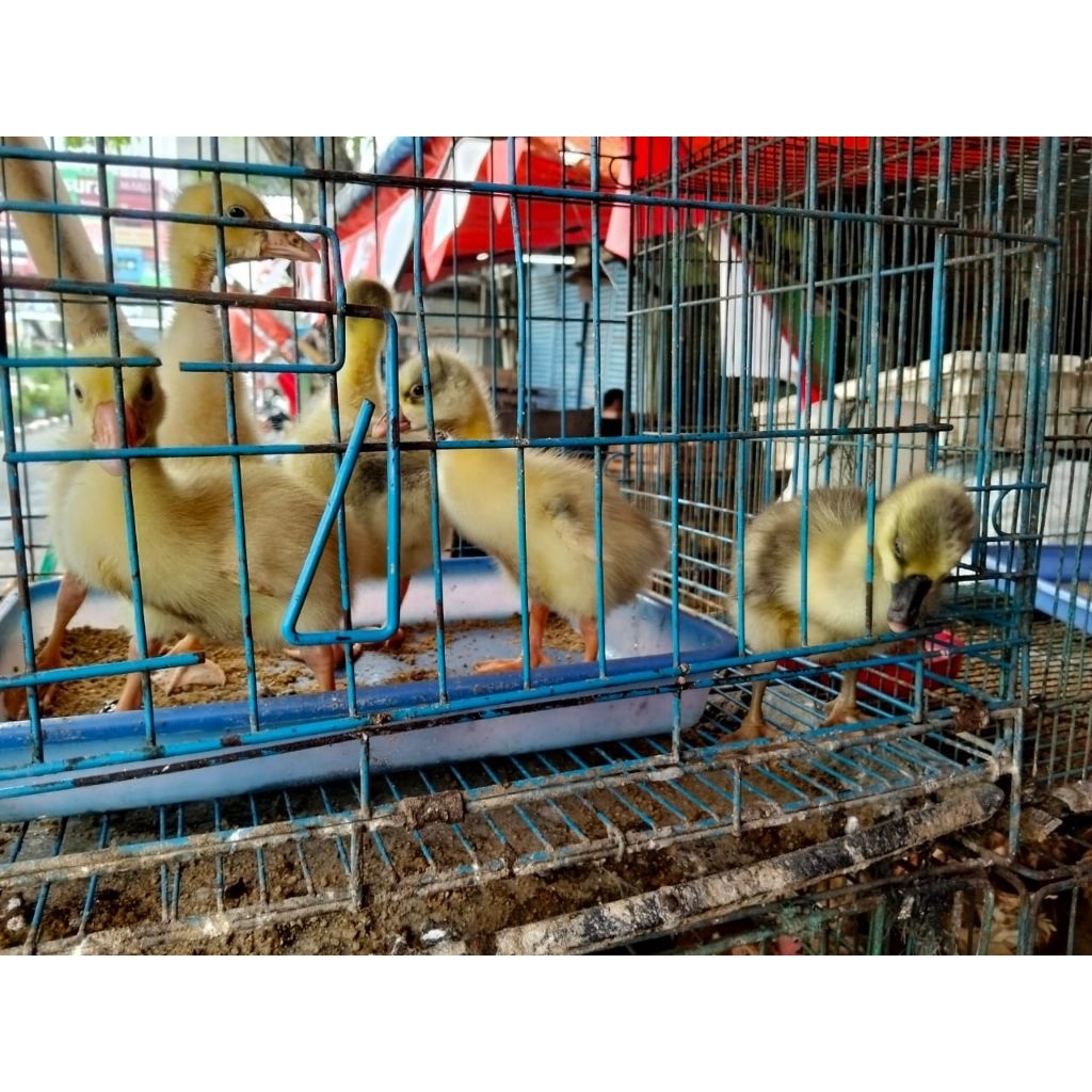 Anak Soang - Bibit Soang - Soang Kecil - Anak Angsa - Bibit Angsa