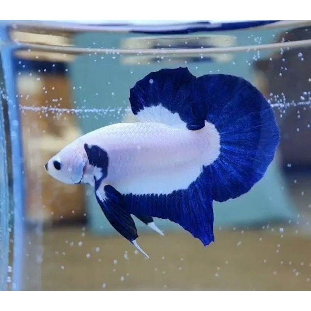 HIASAN-BLUE RIM BETTA FISH/HIASAN AQUARIUM