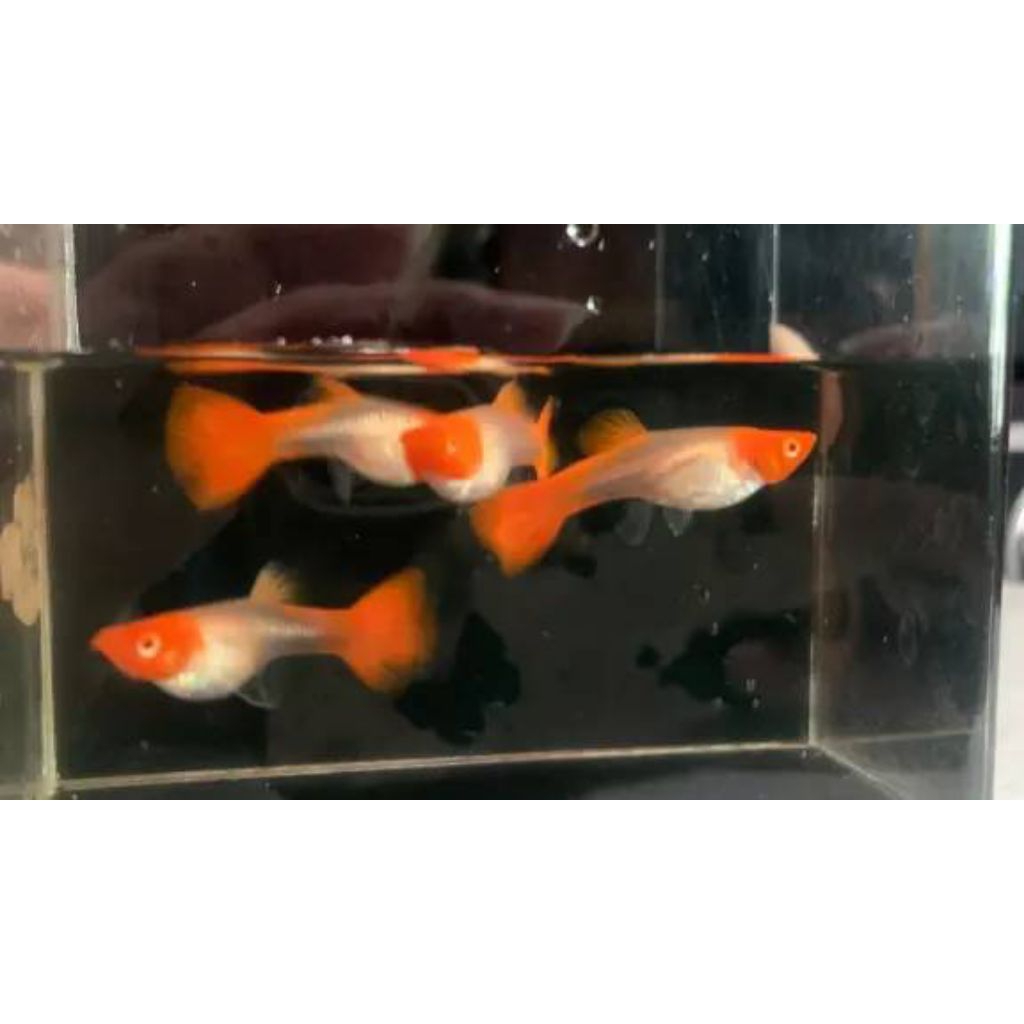 Promo Hiasan Aquarium Guppy Albino Koi Gen Red Ear / Hiasan Aquarium Guppy Albino Koi / Guppy Albino