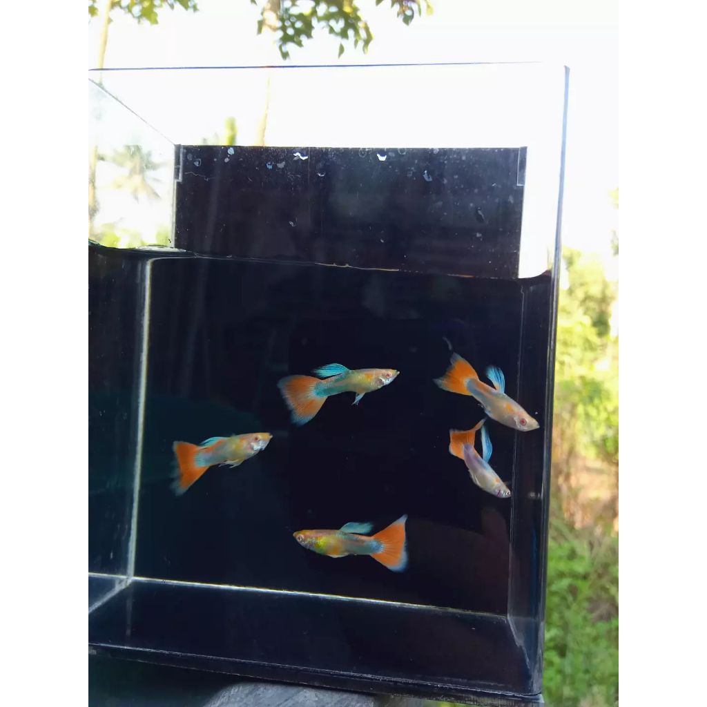 Stiker Guppy Red Sky / Guppy Sky Red / Guppy Albino Sky Red / Guppy Albino Red Sky / Albino Sky Red 