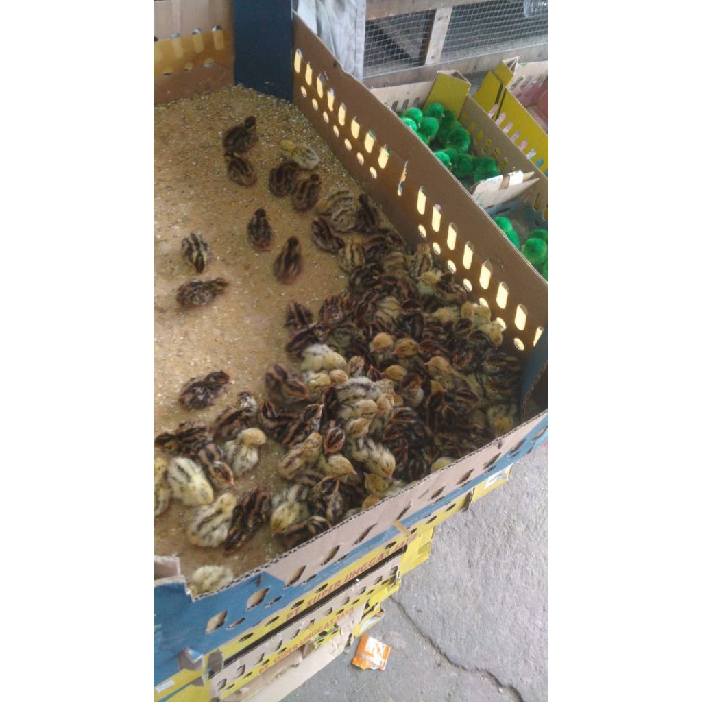 Doq bibit puyuh kecil - Anakan burung puyuh