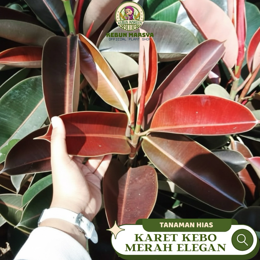 Ficus Elastica Burgundy /Karet Kebo Merah Aseli Hidup Tanaman Hias Mempercantik Tampilan Ruangan Ind