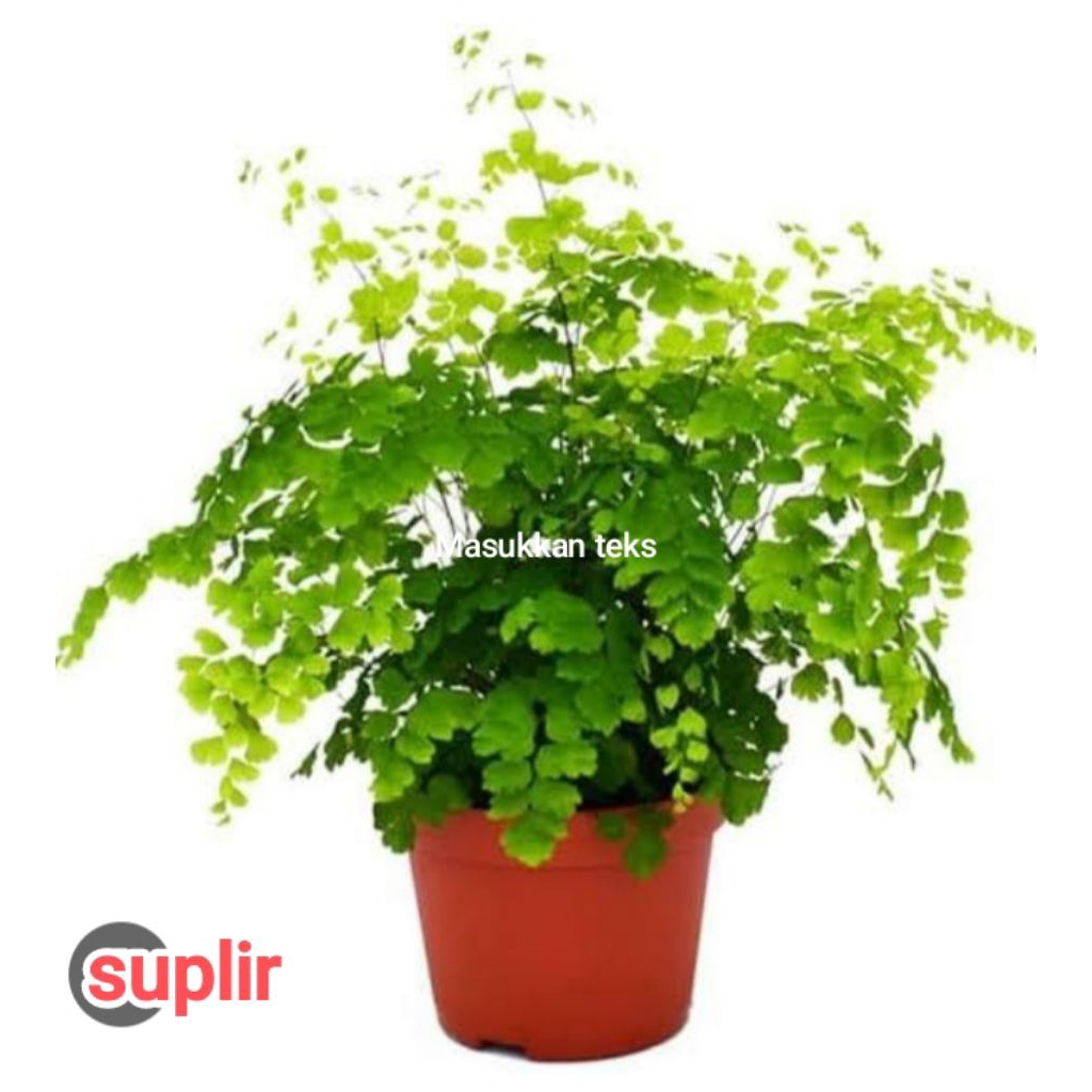 tanaman hias suplir rimbun