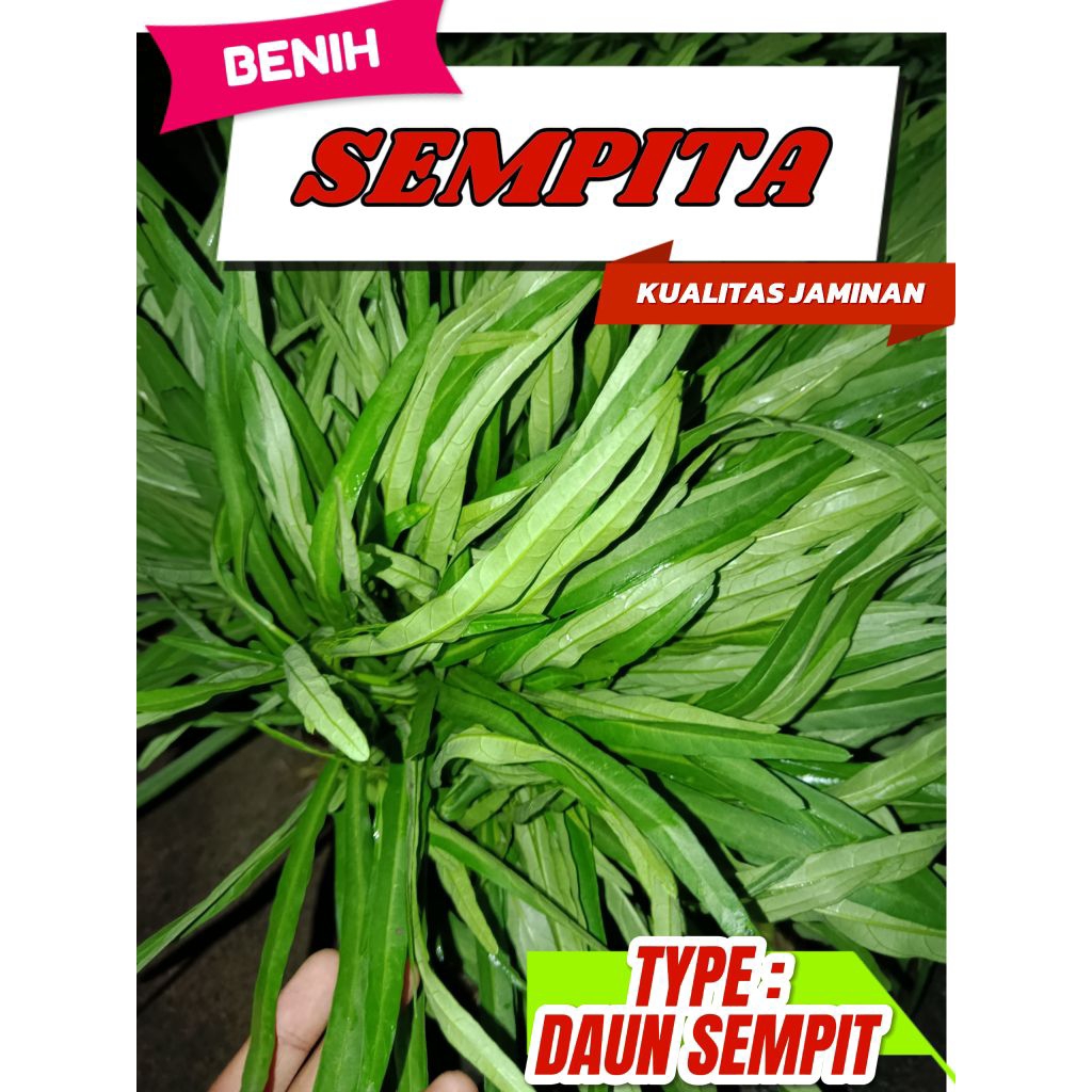 benih kangkung daun sempit 1kg