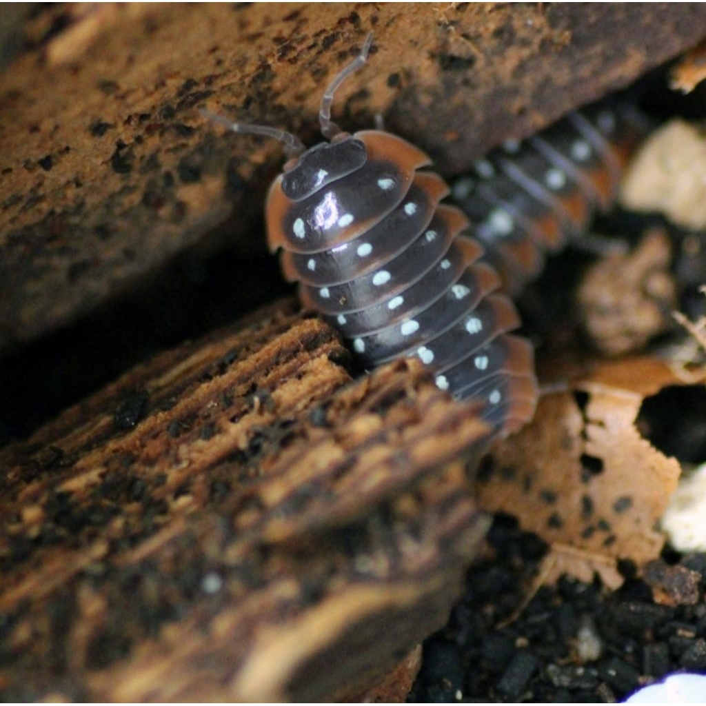 Isopoda Armadillidium Klugii Montenegro
