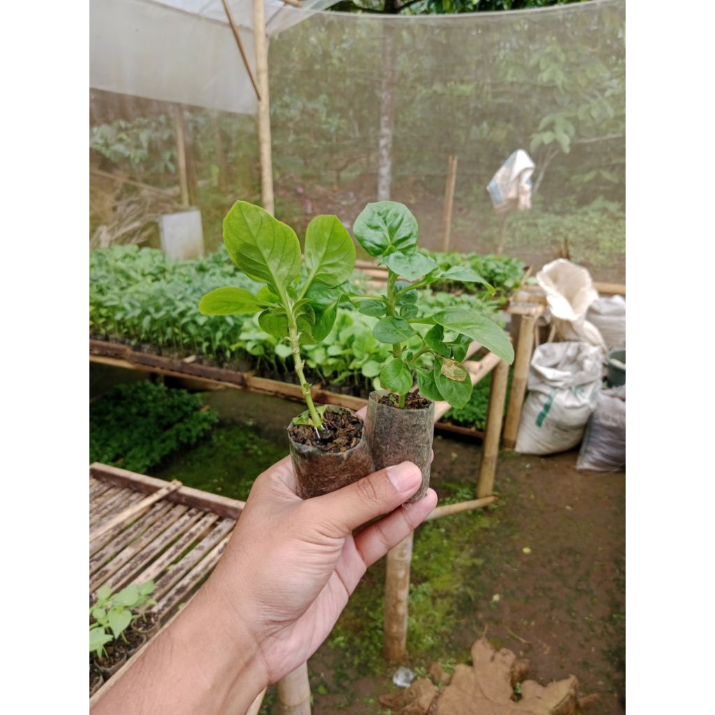 (10 POHON) BIBIT BAYAM BRAZIL SUDAH BERAKAR - BIBIT BAYAM BRAZIL SIAP TANAM - BIBIT TANAMAN BAYAM BR