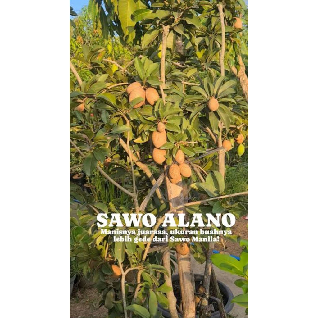 paket bibit sawo jumbo vietnam dan alano