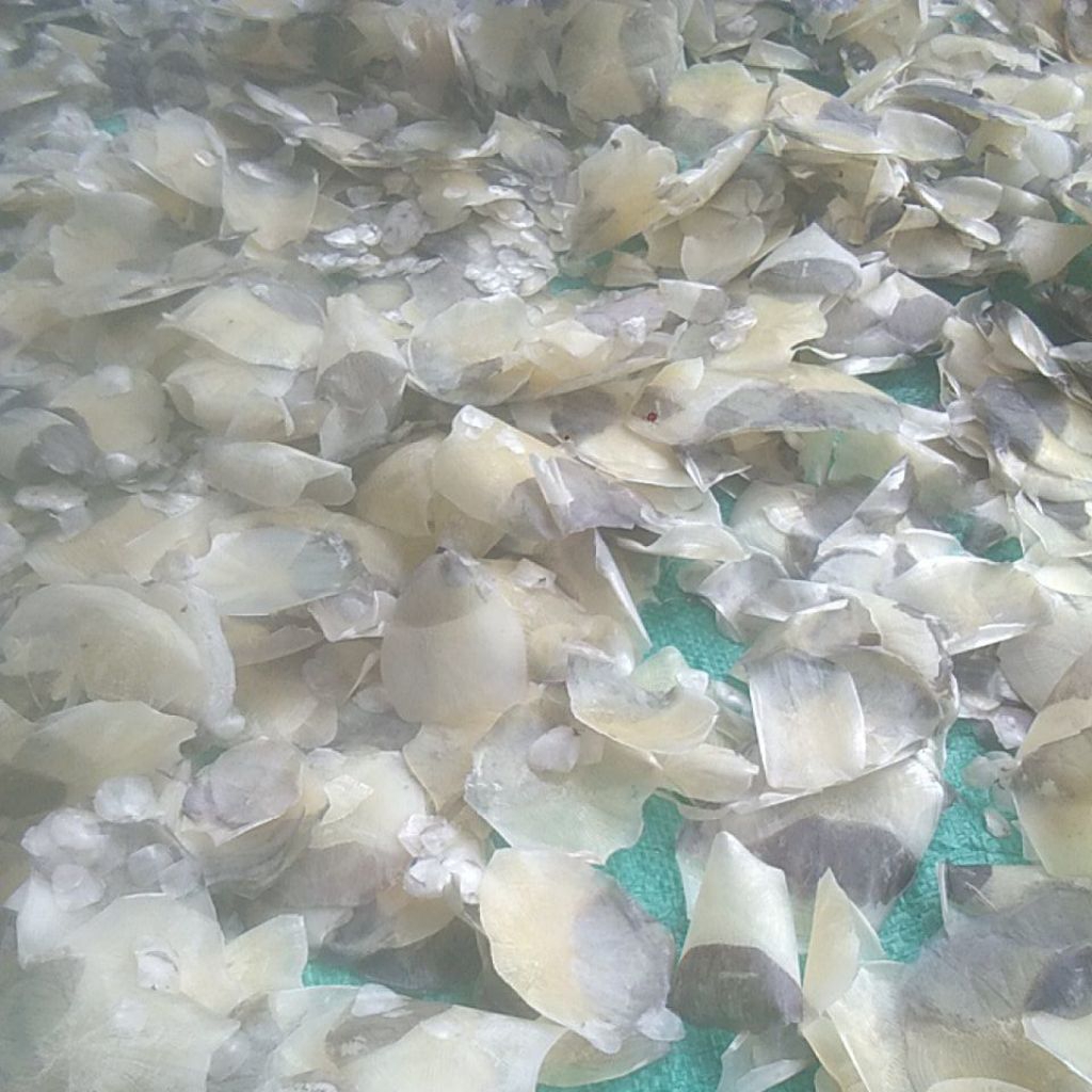 SISIK IKAN NAPOLION KAKAP DAN KRISI UKURAN BESAR SIZE BESAR BESAR