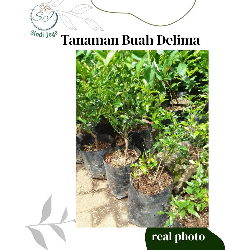 Tanaman Buah Delima Bibit Buah Delima