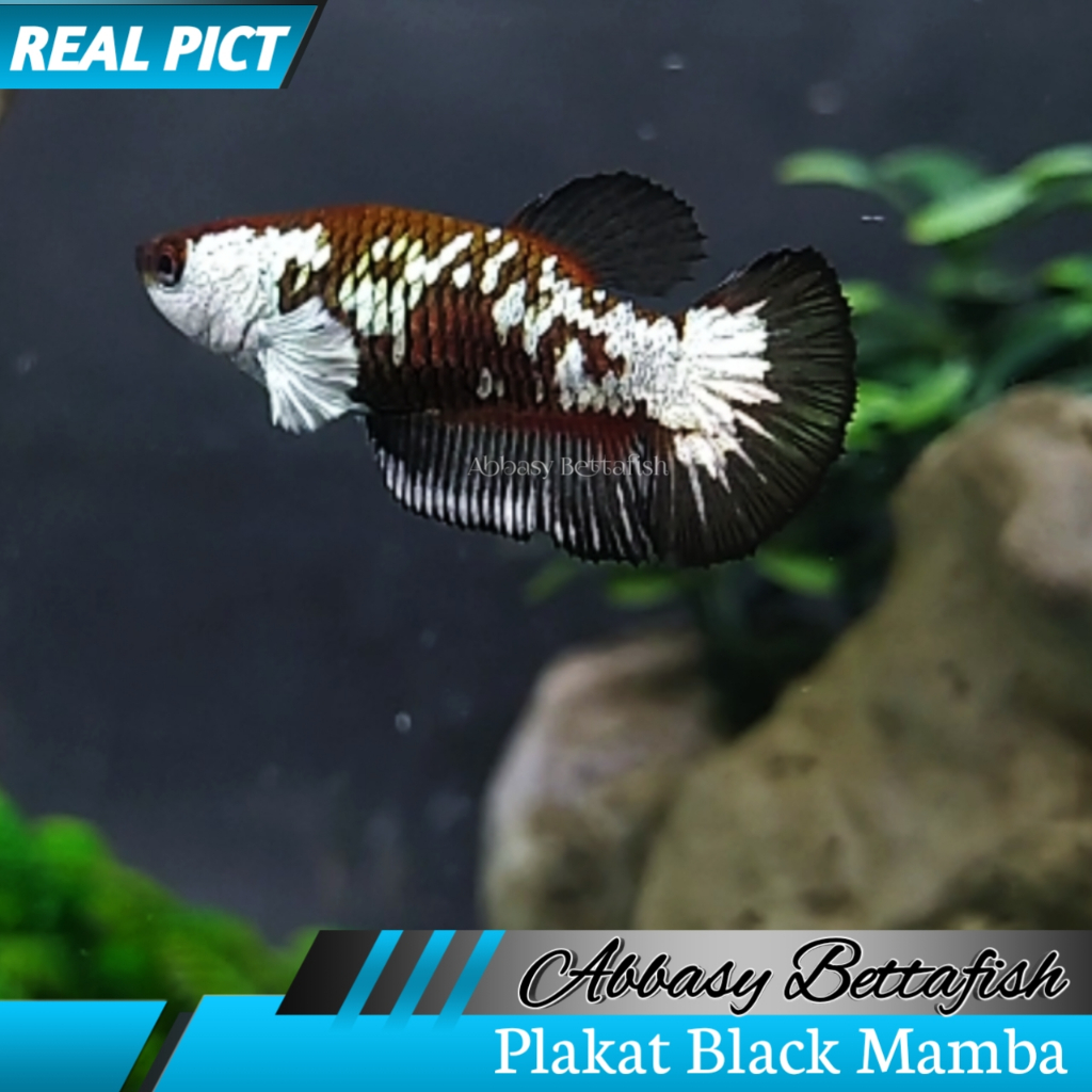 Plakat Black Mamba Female Betina Real Picture 03