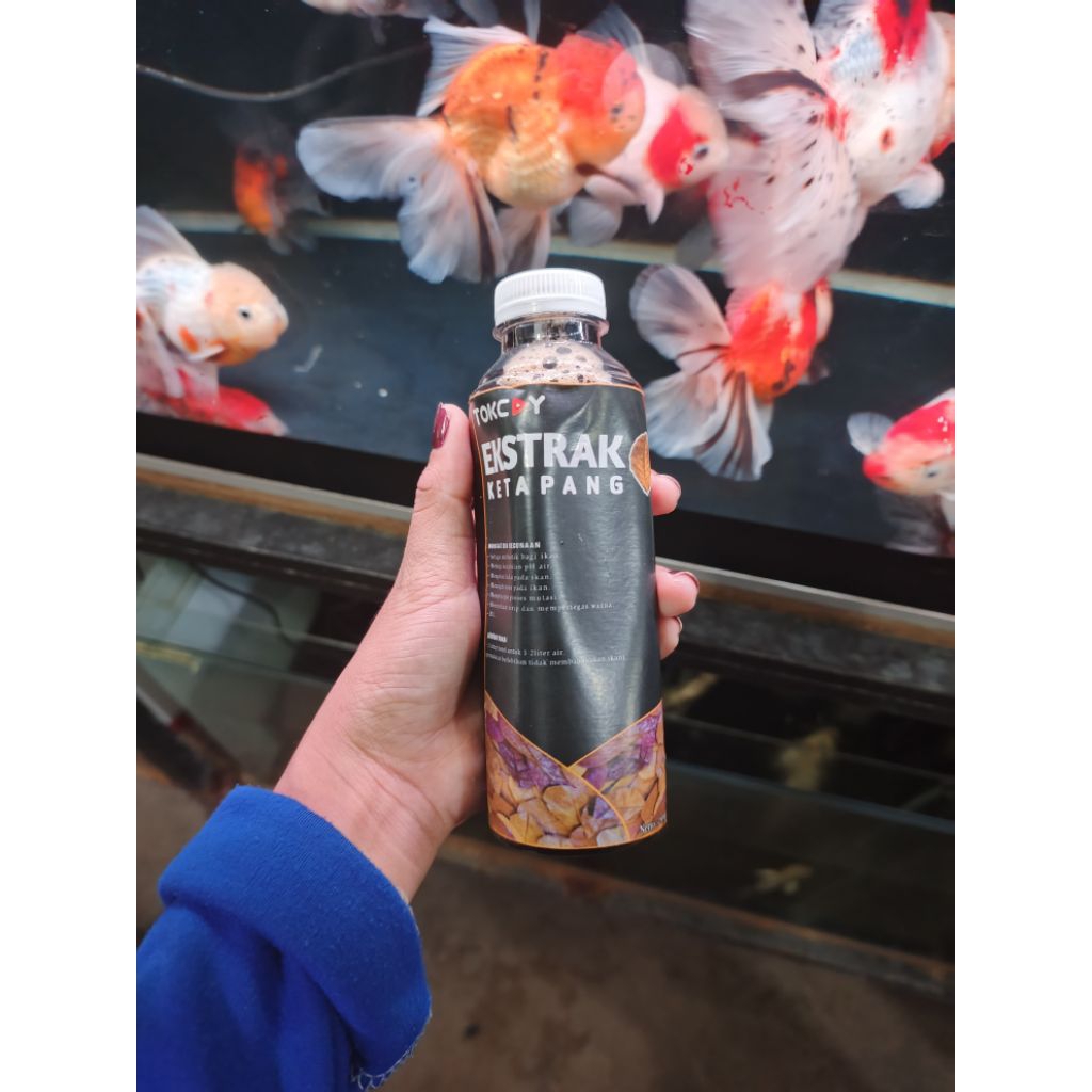ekstrak daun ketapang