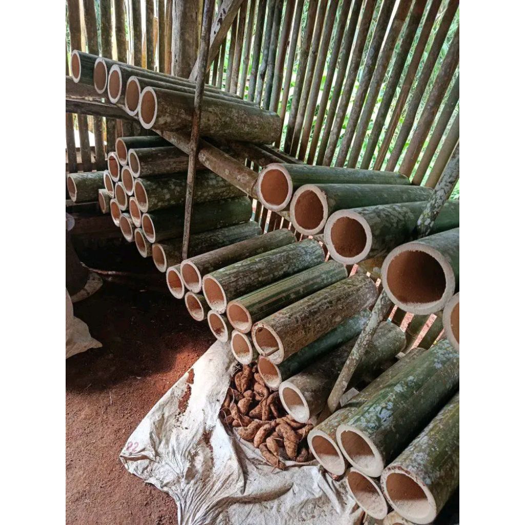 bambu bulat gelondongan panjang 45-50cm bambu petung bahan layangan