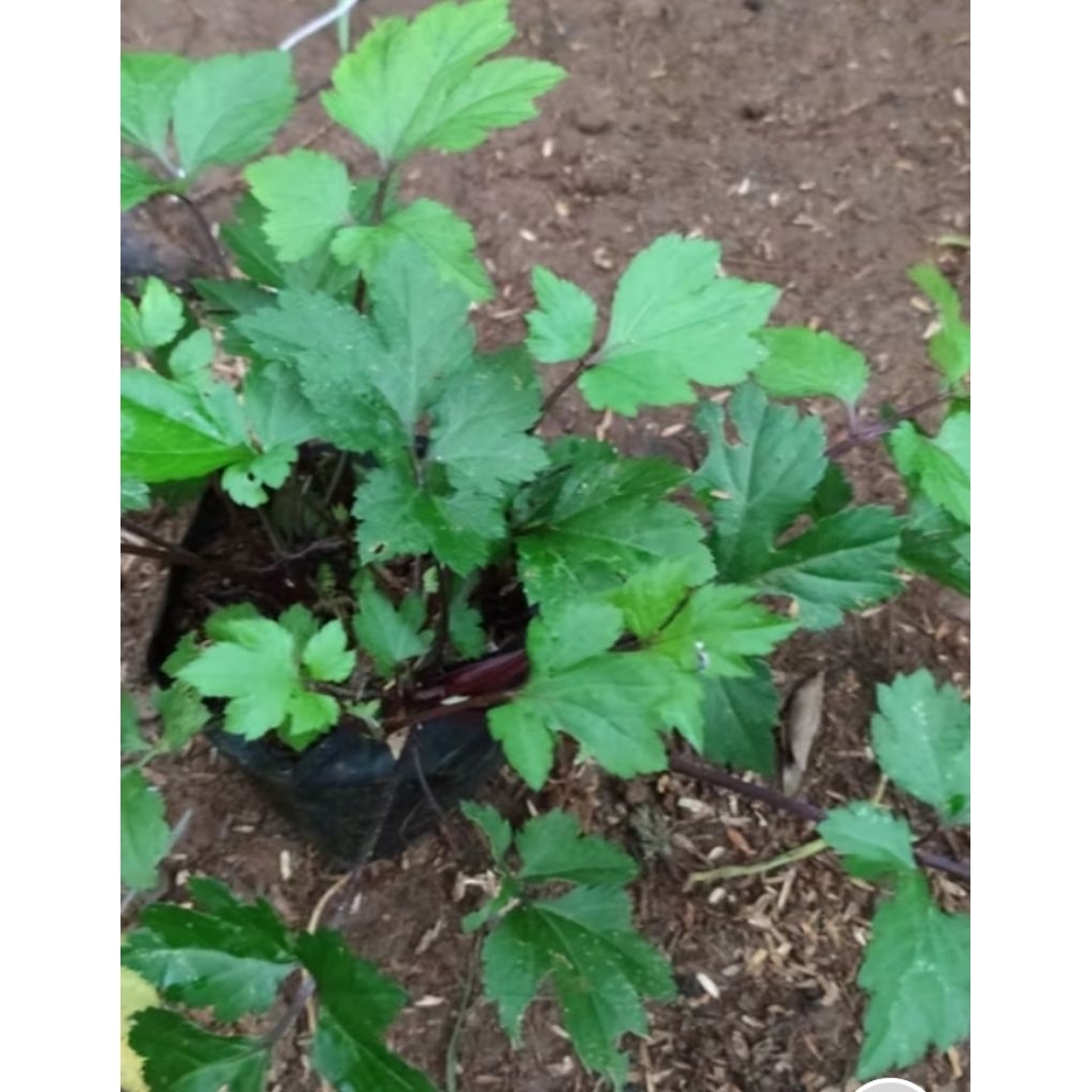 tanaman herbal purwaceng anti oksidan