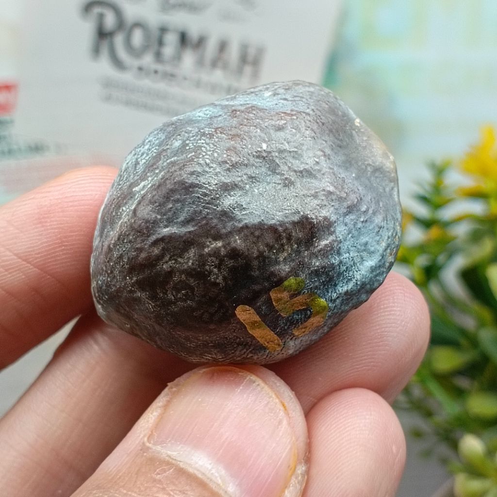 Muncang Adu MD Oded JR kode 15