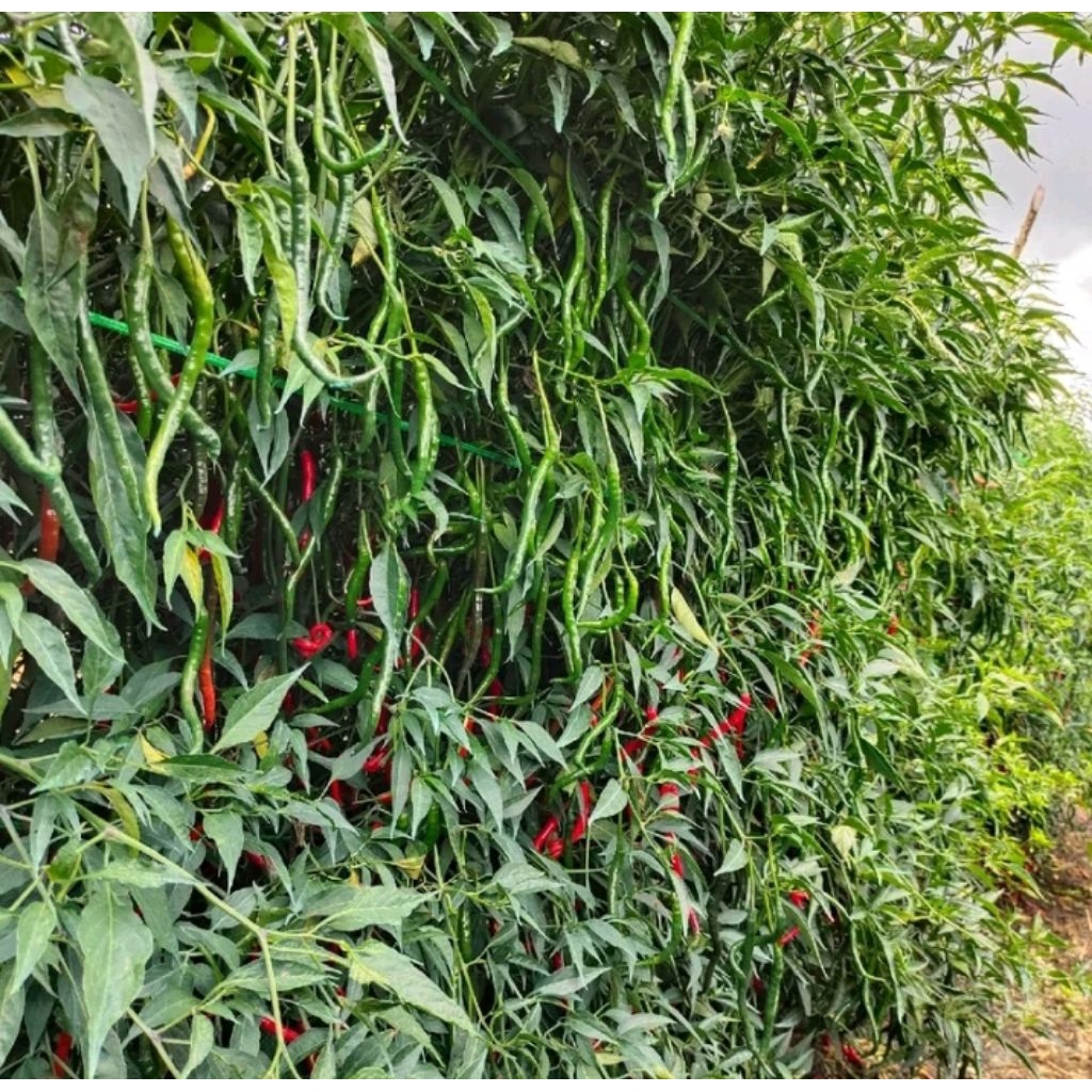 Terlaris, 2.000 Benih Cabe Lokal Siboras, Bibit CMK lokal Ateng Siboras tinggi 2 meter berbuah lebat