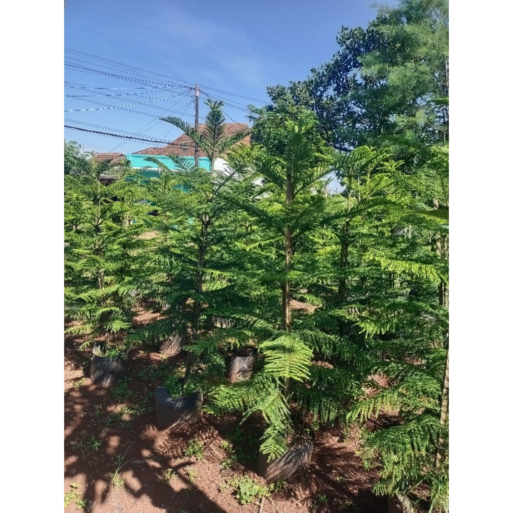 Tanaman Hias Cemara Norfolk Tinggi 2 meter Pohon Cemara Norfolk Tinggi 2 meter Dekorasi Tanaman Hidu
