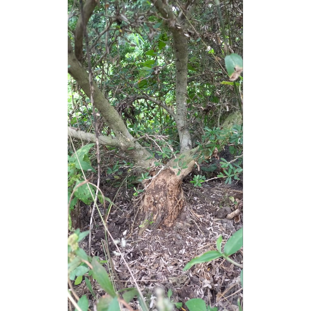 30 - 60cm bibit saeng simbur super micro vietnam bahan bonsai saeng simbur vietnam supermicro ssvsm 