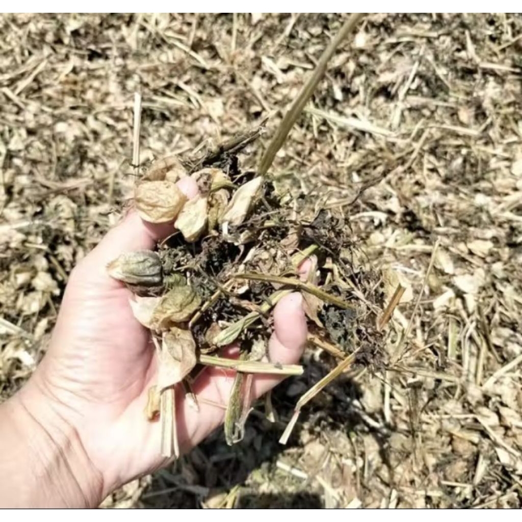 daun ciplukan kering kualitas bagus 1kg/ciplukan kering