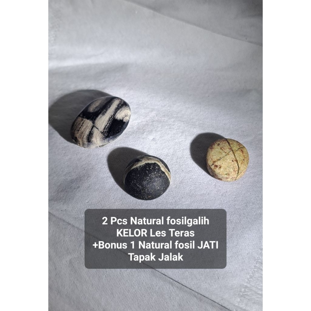Natural Fsl Galih KELOR Motif Les Teras Gemunggul Tapak Jalak Aktif Alami dan free Batu Kelor Hitam 