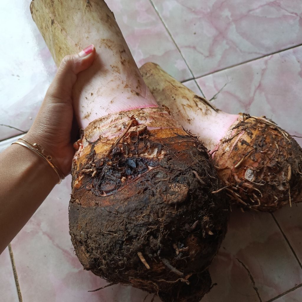 Talas bogor  1 kg /talas pulen