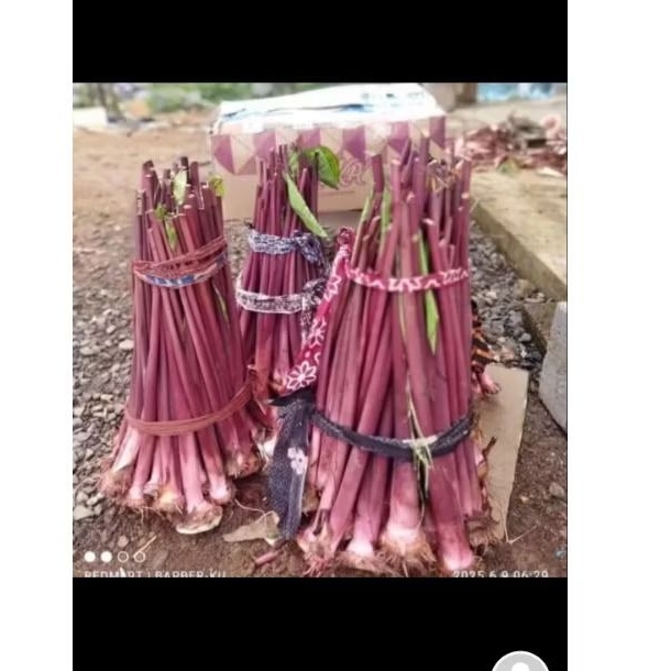 Bibit talas bogor talas pulen batang segar isi 5 bibit