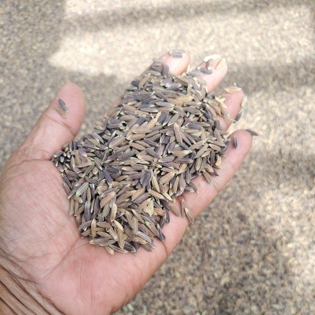 Gabah Super Ketan Hitam 1 kg