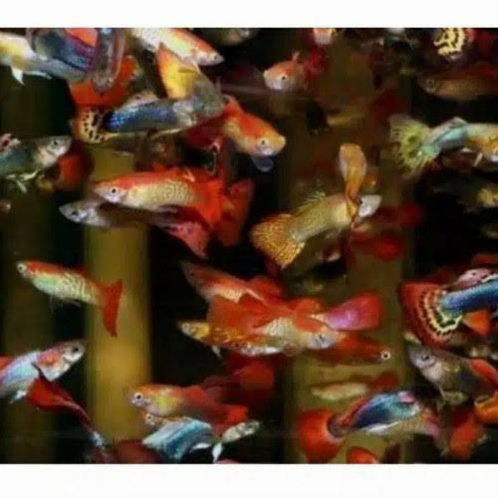 HIASAN AQUARIUM GUPPY CENDOLAN/CAMPURAN PAKETAN 15 EKOR RANDOM UKURAN KECIL-REMAJA