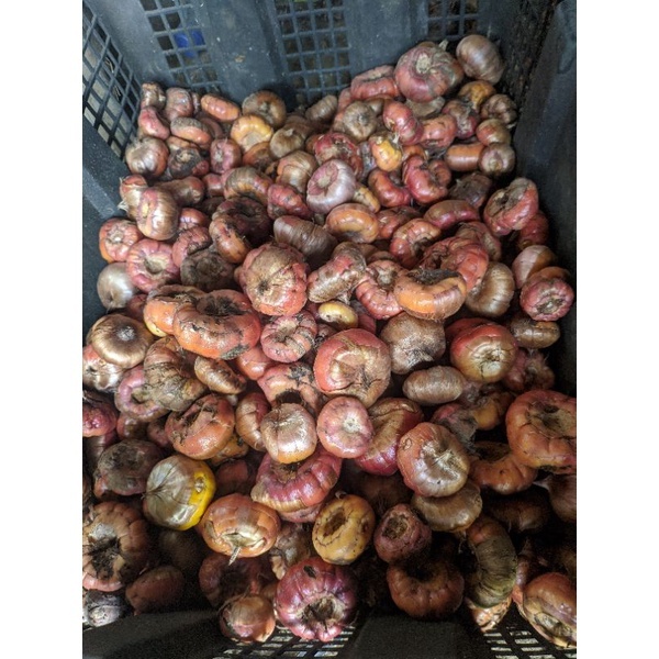 Umbi Bunga Gladiol Holland - Benih Bunga Gladiol - Bibit Bunga Radiul