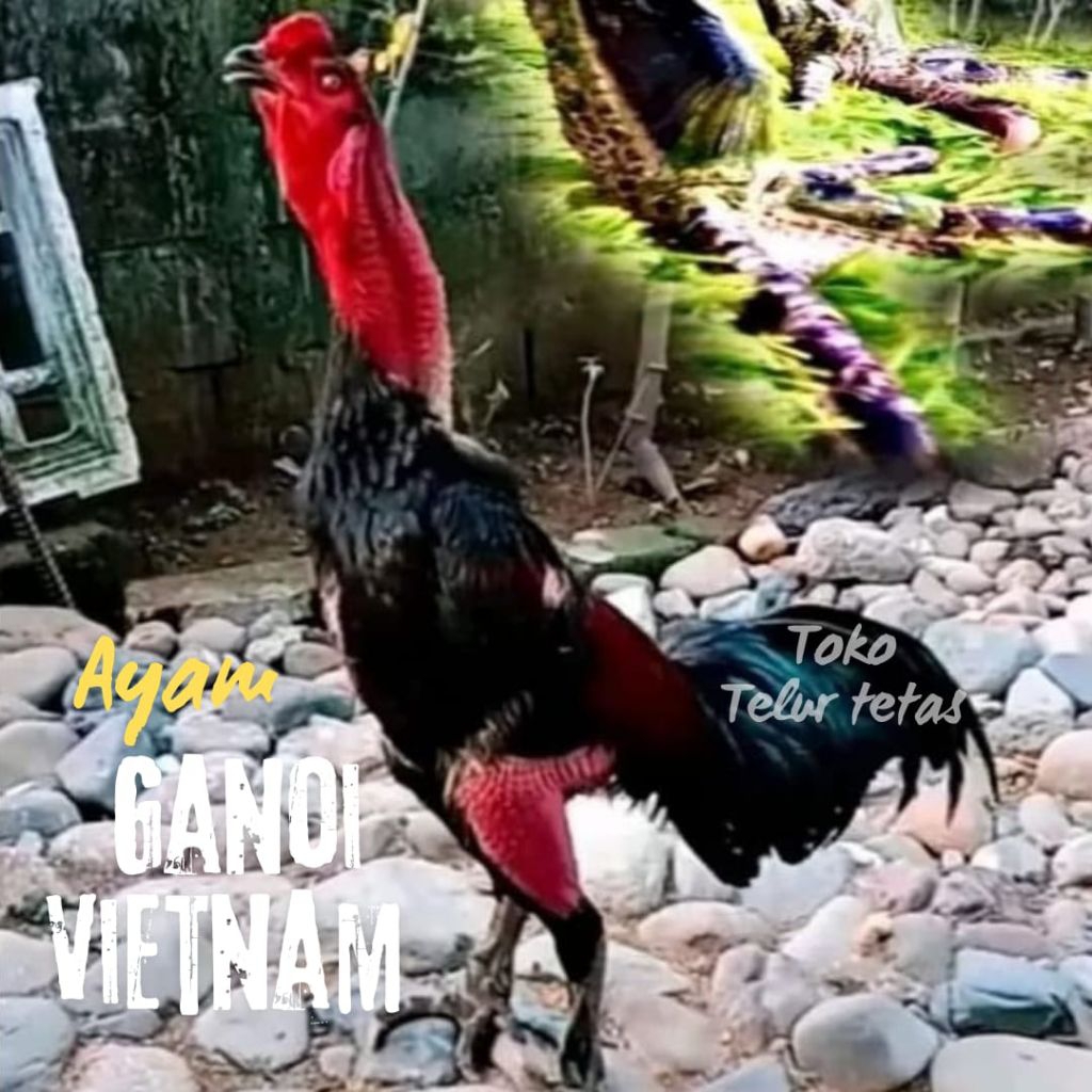 TELUR AYAM GANOI VIETNAM ORI KAKI GUNUNG