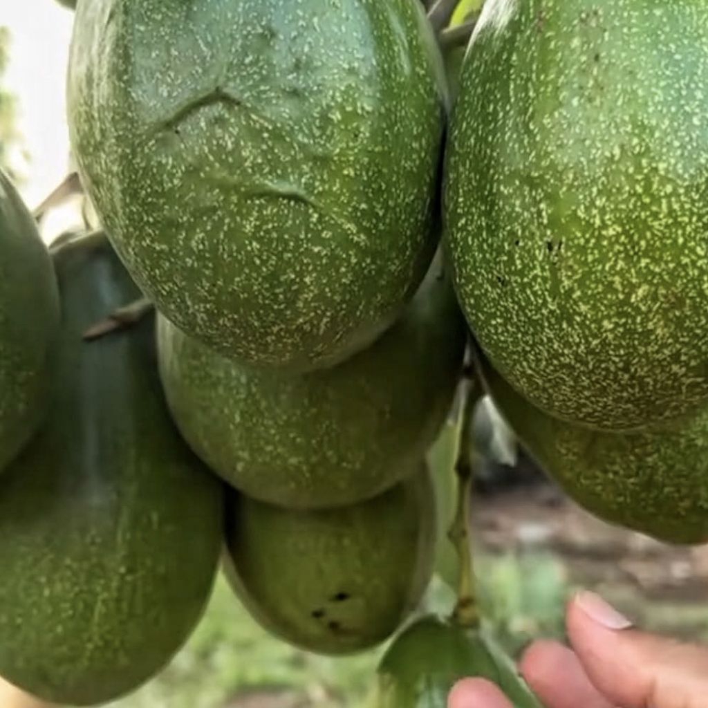 Bibit Alpukat Singkawang Hasil Okulasi Super Genjah Cepat Berbuah