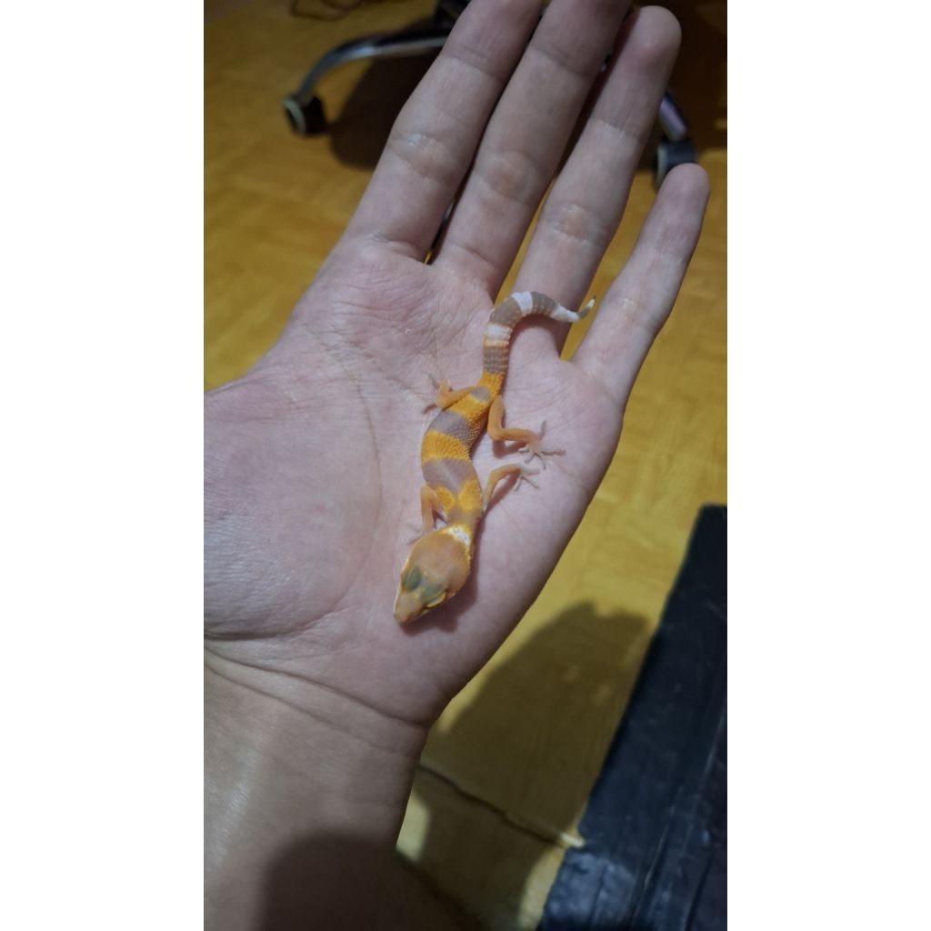 Leopard Gecko Unsex - Sunglow - Usia Baby Incub Female Sehat Oren