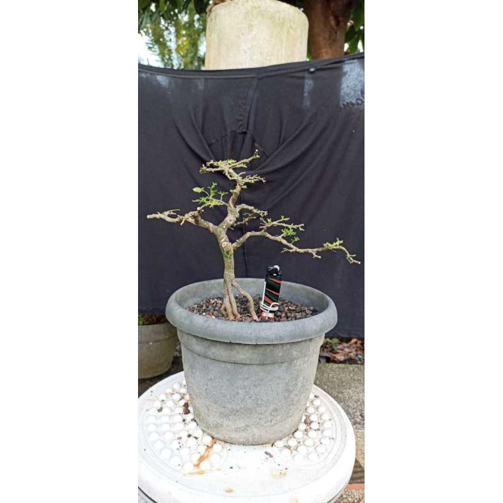 Bonsai jeruk kingkit/Bahan bonsai jeruk kingkit