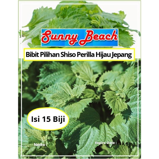 Bibit Pilihan Shiso Perilla Hijau Jepang | Biji Benih Daun Shiso Perilla Hijau | Shiso Green Perilla