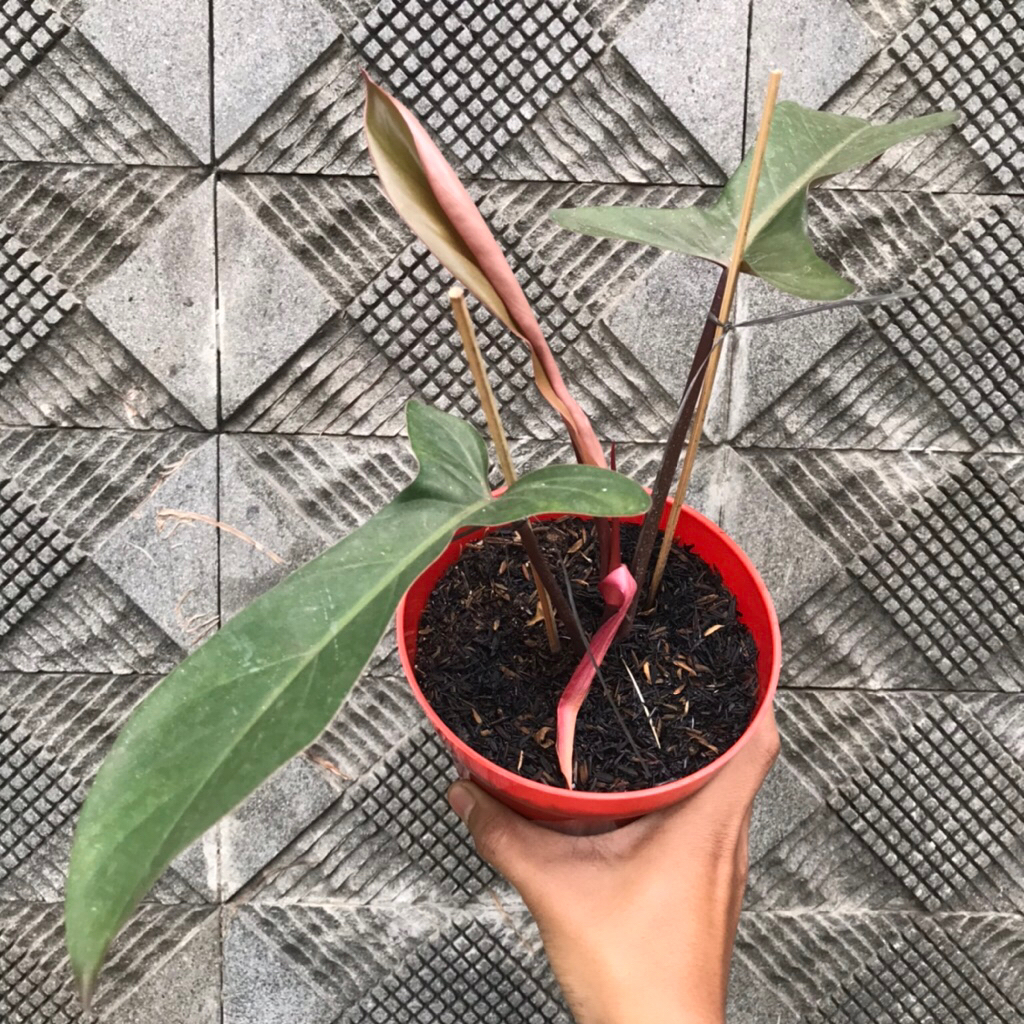 Philodendron Hybrid FloridaBronze ( Flobe x Black Cardinal )