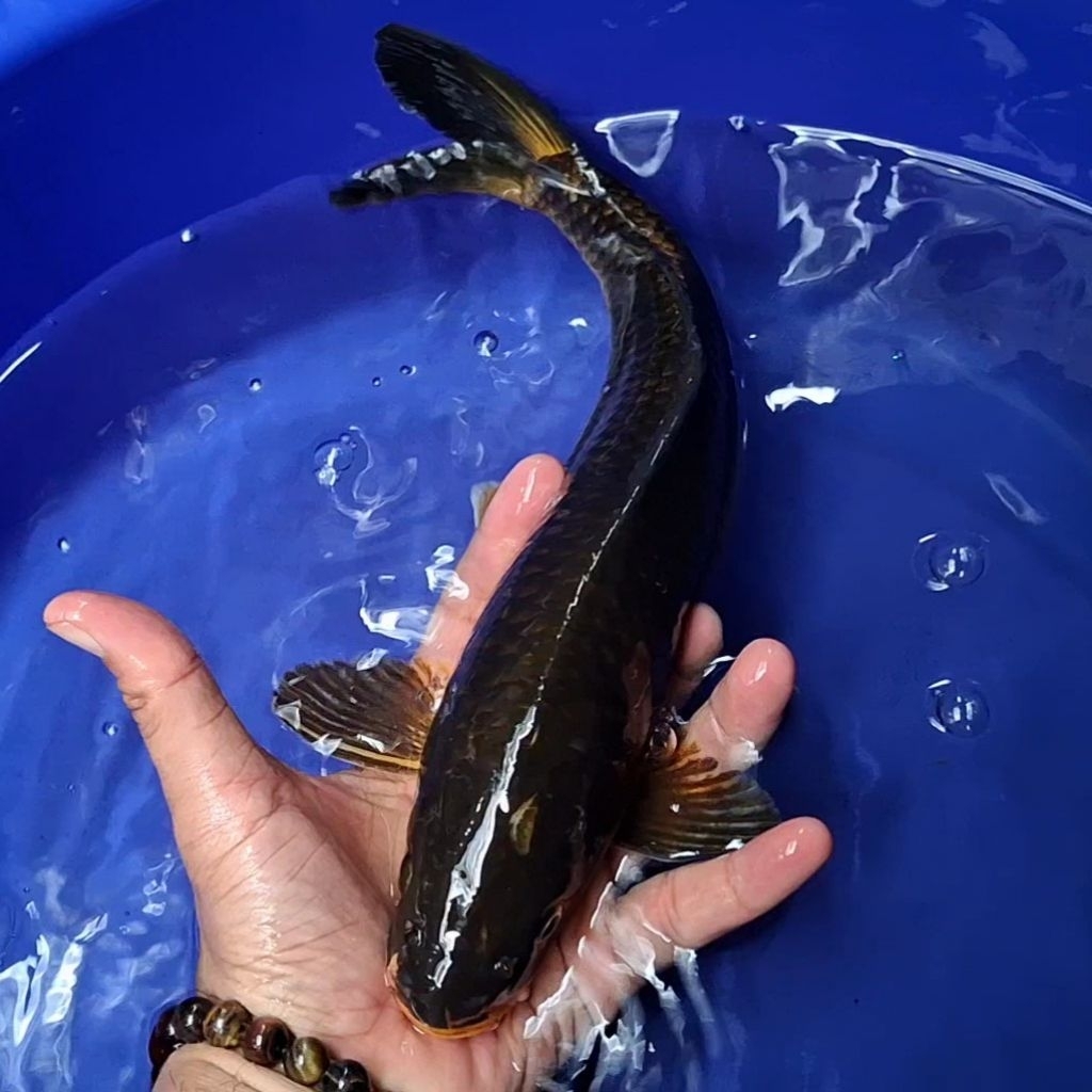 Ikan Koi Blitar Jenis Chagoi / Rumah Koi Jakarta / kode 0020