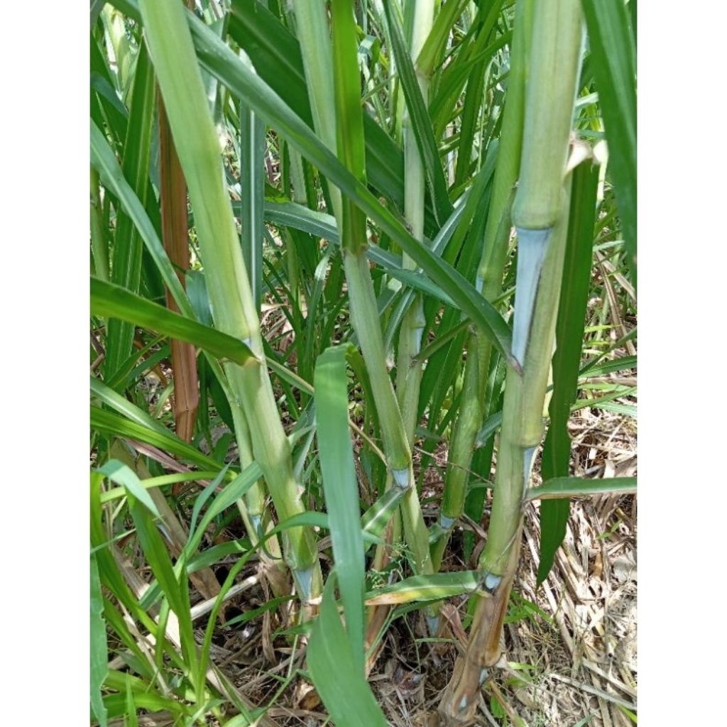 bibit biovitas / biogen