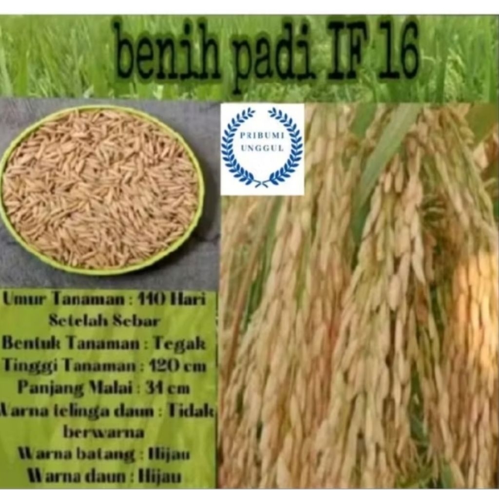 BENIH PADI IF 16 BERKUALITAS ORIGINAL KEMASN 1KG