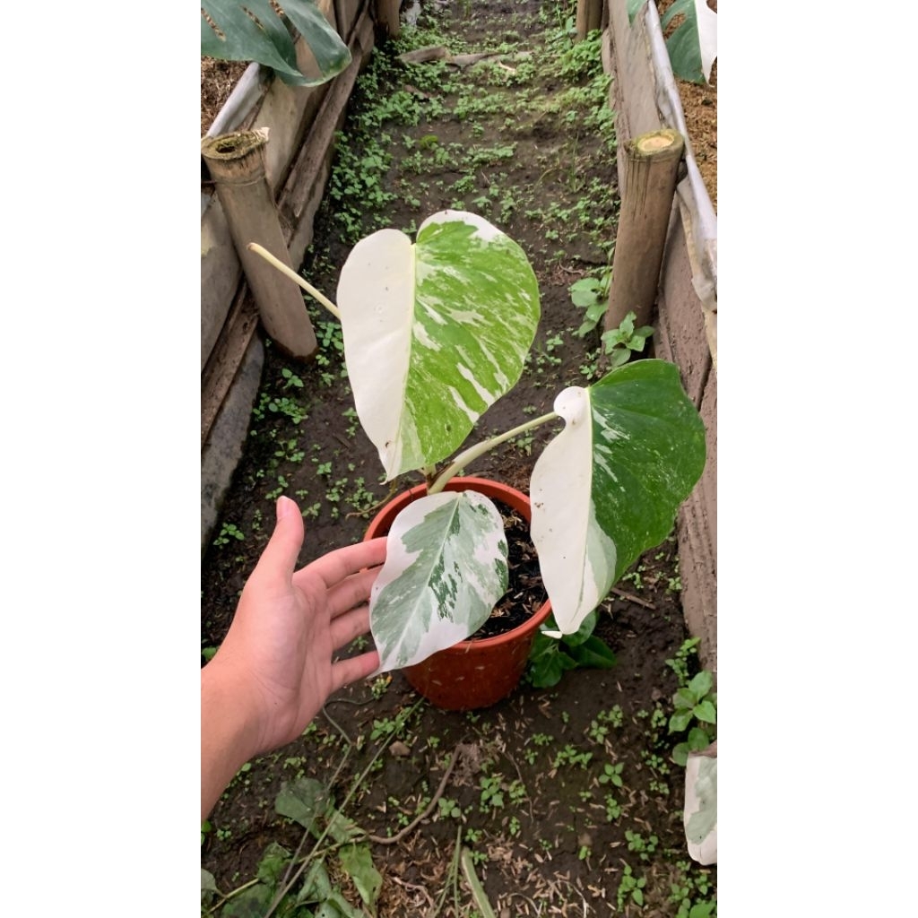 Monstera Albo Variegata