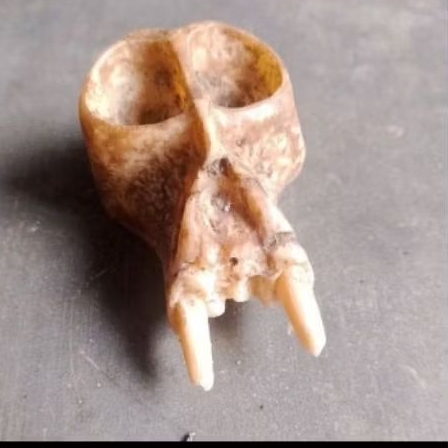 tengkorak kepala monyet resin