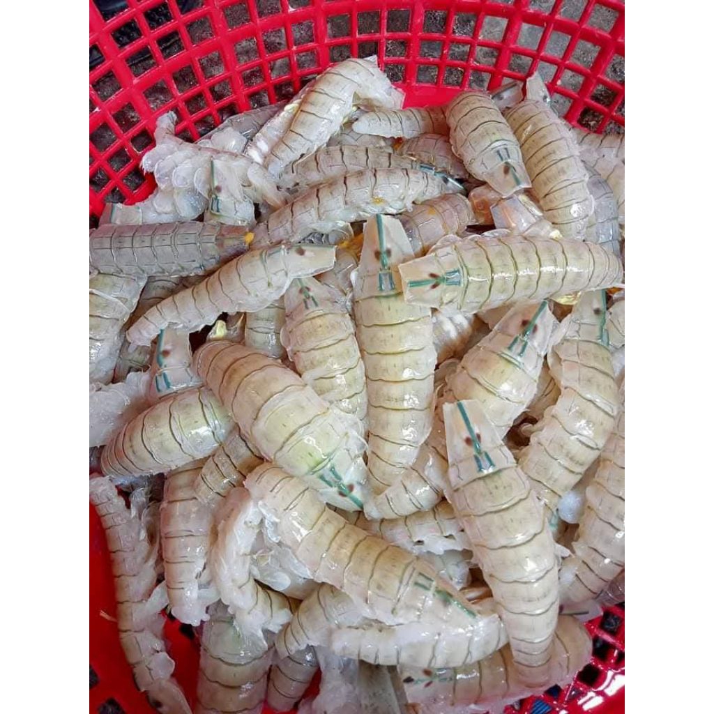 Udang Laut Mantis Kupas RJ Fish